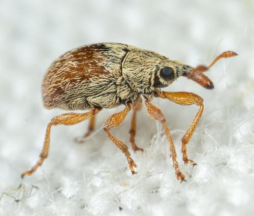 Malvapion malvae